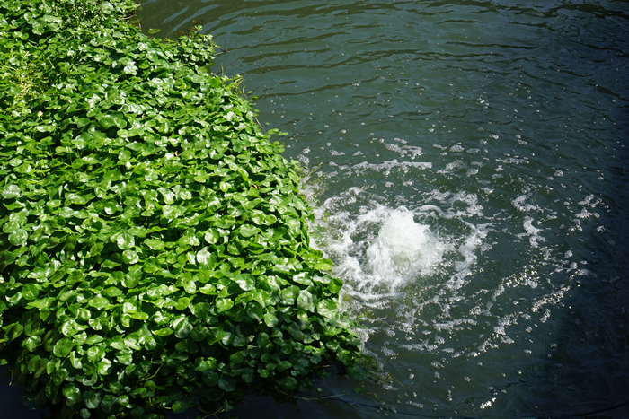 經(jīng)開(kāi)區(qū)黑臭水體治理項(xiàng)目